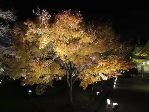 東寺（教王護国寺）の自然