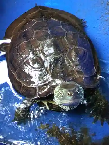下谷神社(東京都)