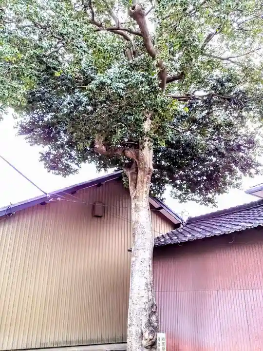 琴飛羅社の自然