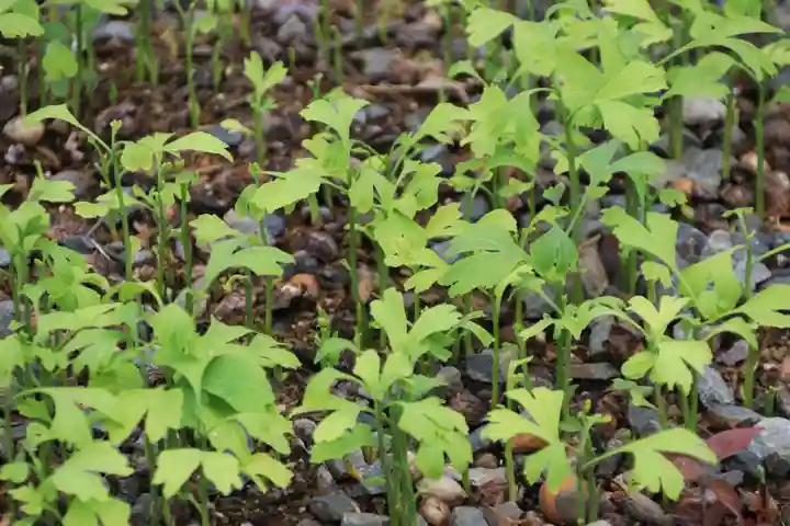 熊野福藏神社の自然