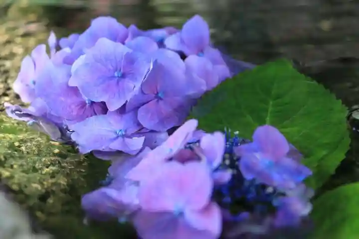 鹿島大神宮の手水舎