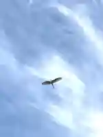 鎌数伊勢大神宮(千葉県)