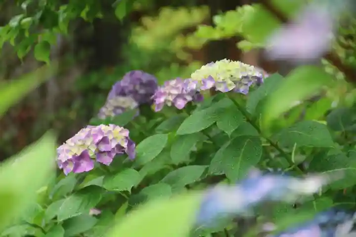 開成山大神宮の自然