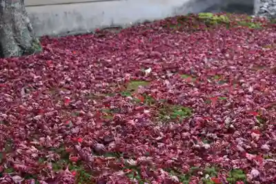 廬山寺(廬山天台講寺)(京都府)