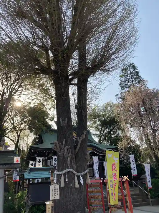 川越八幡宮の自然