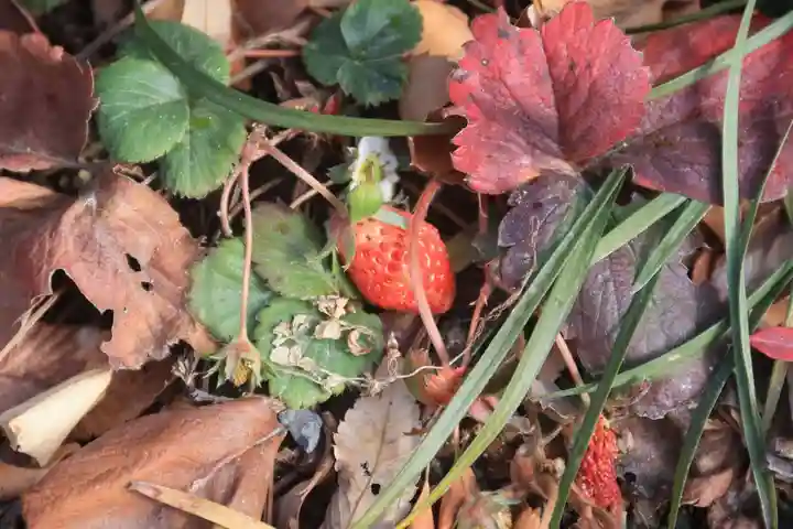 阿邪訶根神社の自然
