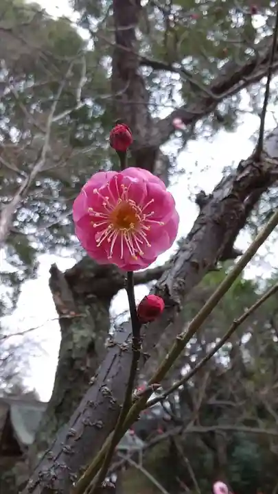 谷保天満宮の庭園