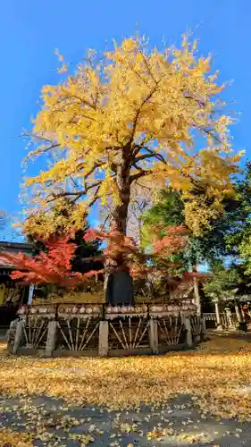 七社神社の自然