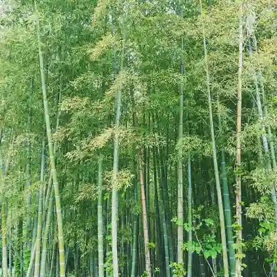 大澤山　龍藏寺の自然