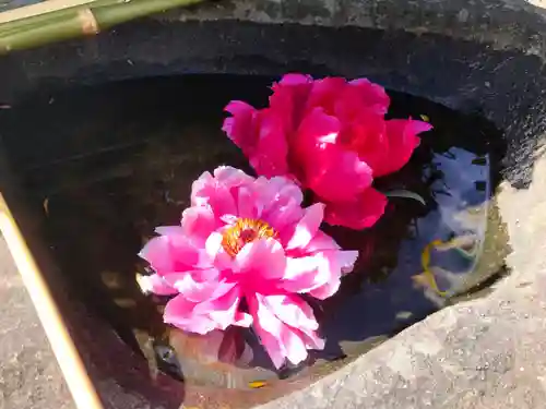 真言宗　善通寺派　薬王寺(香川県)