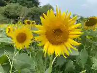 愛宕神社の自然