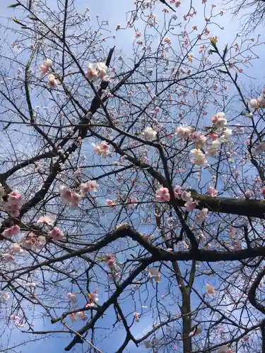 靖國神社の自然