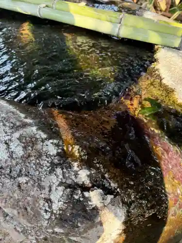 清池八幡神社の{uncategorized: "未分類", other: "その他", undefined: "問題あり", building: "その他建物", grave: "お墓", sacred_gate: "鳥居", guardian: "狛犬", statue: "像", buddha: "仏像", history: "歴史", nature: "自然", garden: "庭園", animal: "動物", pagoda: "塔", temizu: "手水舎", mountain_gate: "山門・神門", sanctuary: "本殿・本堂", subordinate: "末社・摂社", art: "芸術", scenery: "景色", jizo: "地蔵", ema: "絵馬", goshuin: "御朱印", omikuji: "おみくじ", items: "授与品その他", amulet: "お守り", goshuincho: "御朱印帳", eats: "食事", festival: "お祭り", votive_dance: "神楽", shichigosan: "七五三参", wedding: "結婚式", experience: "体験その他", initially: "初詣", around: "周辺", anti_infection: "感染症対策"}