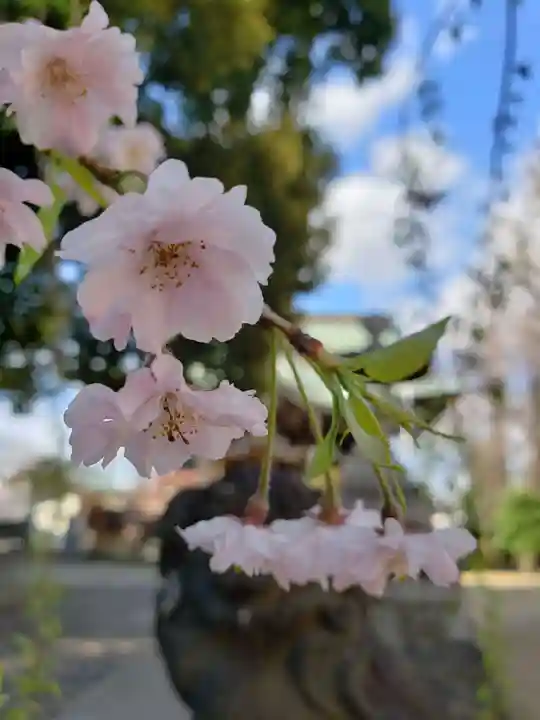 諏訪神社の自然