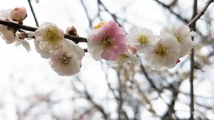 北野天満宮(京都府)