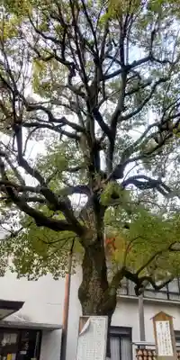 亀戸 香取神社(東京都)