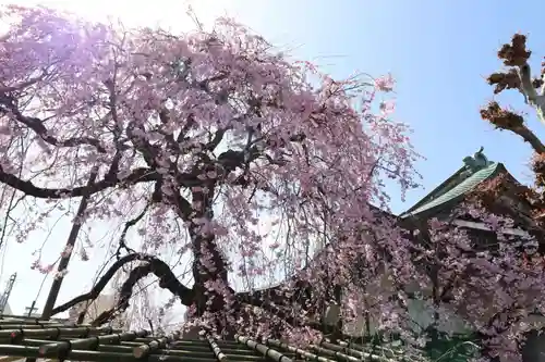 善龍寺(東京都)