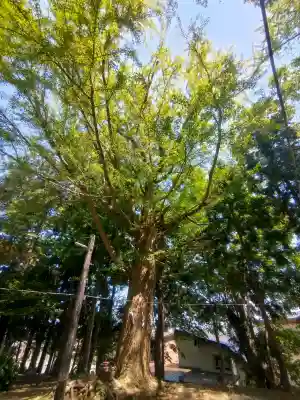 金峰神社の{uncategorized: "未分類", other: "その他", undefined: "問題あり", building: "その他建物", grave: "お墓", sacred_gate: "鳥居", guardian: "狛犬", statue: "像", buddha: "仏像", history: "歴史", nature: "自然", garden: "庭園", animal: "動物", pagoda: "塔", temizu: "手水舎", mountain_gate: "山門・神門", sanctuary: "本殿・本堂", subordinate: "末社・摂社", art: "芸術", scenery: "景色", jizo: "地蔵", ema: "絵馬", goshuin: "御朱印", omikuji: "おみくじ", items: "授与品その他", amulet: "お守り", goshuincho: "御朱印帳", eats: "食事", festival: "お祭り", votive_dance: "神楽", shichigosan: "七五三参", wedding: "結婚式", experience: "体験その他", initially: "初詣", around: "周辺", anti_infection: "感染症対策"}