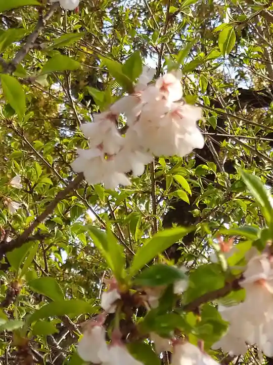 阿智神社の自然