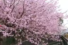 佐野原神社の自然