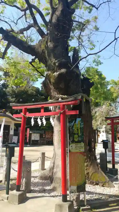 新田神社の自然