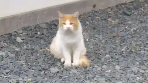 盛岡八幡宮の動物