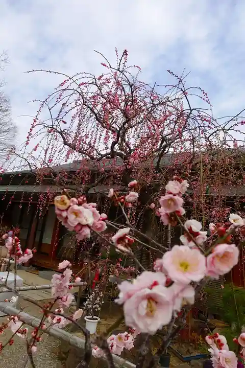 菅原天満宮(菅原神社)の自然