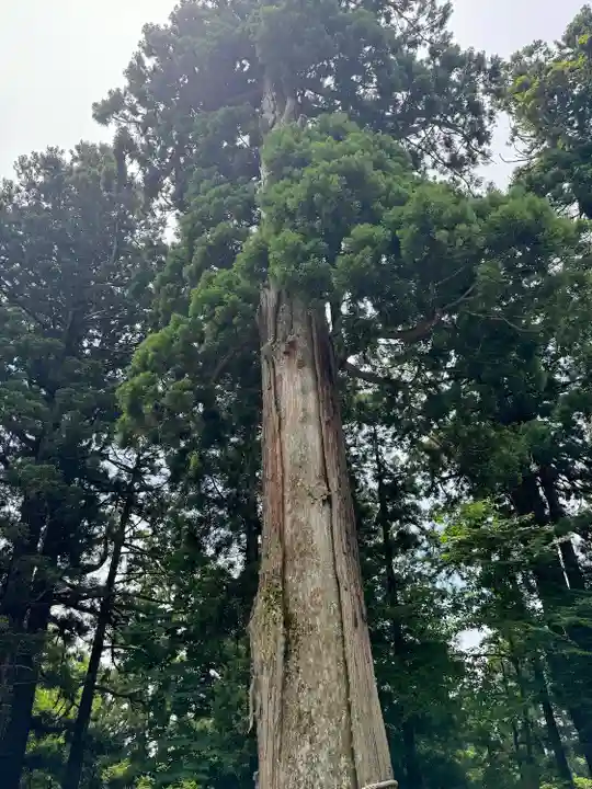 戸隠神社中社(長野県)