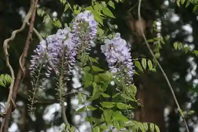 藤稲荷神社の自然