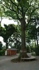 星川杉山神社の自然