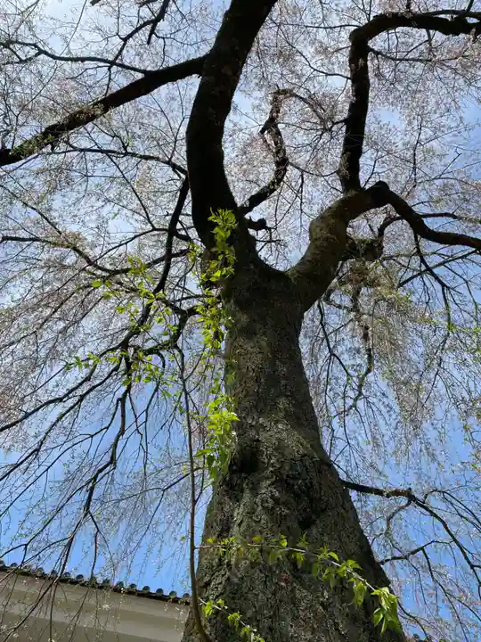 宝聚院(京都府)