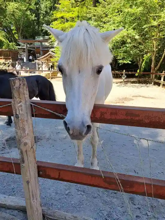 丹生川上神社(下社)の動物