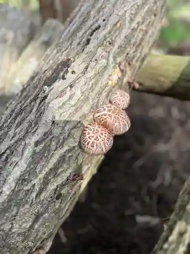 🌸乙部八幡神社(北海道)