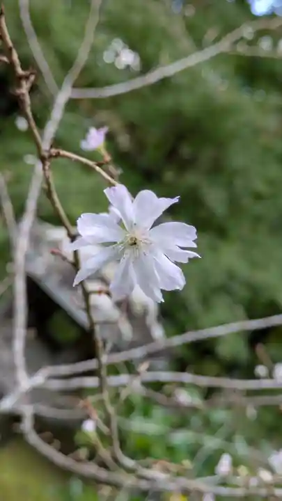 十輪寺(京都府)