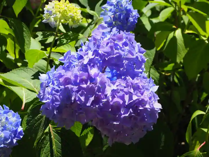 三室戸寺の自然