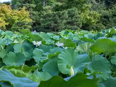 法金剛院(京都府)