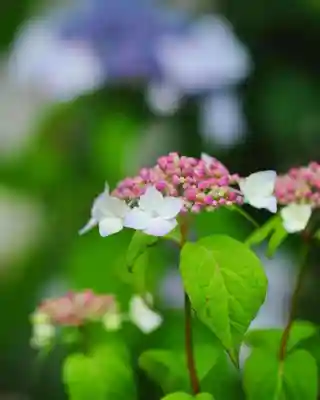 浄土寺(兵庫県)