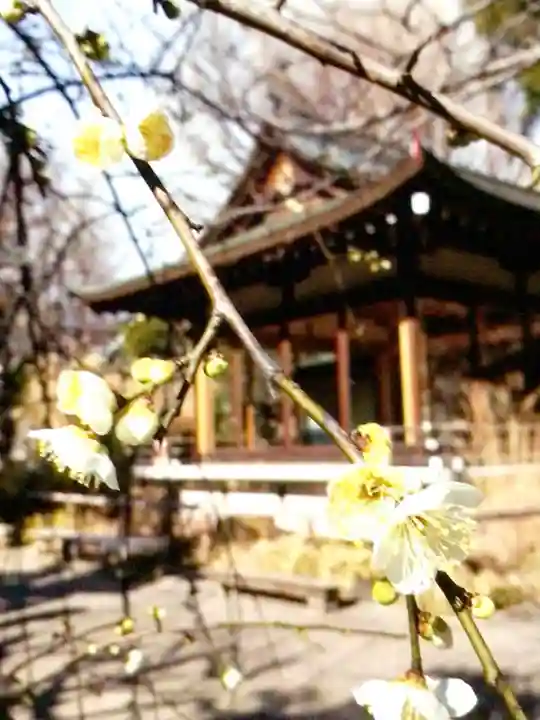 鳩森八幡神社の自然