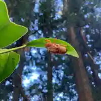 大宮温泉神社の自然