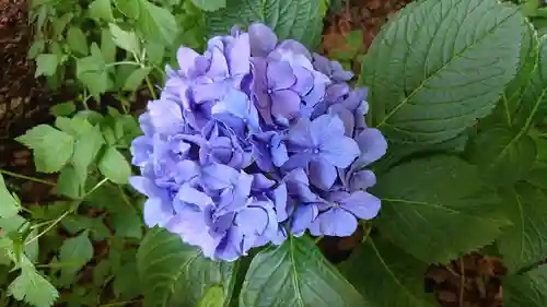 日枝神社の自然