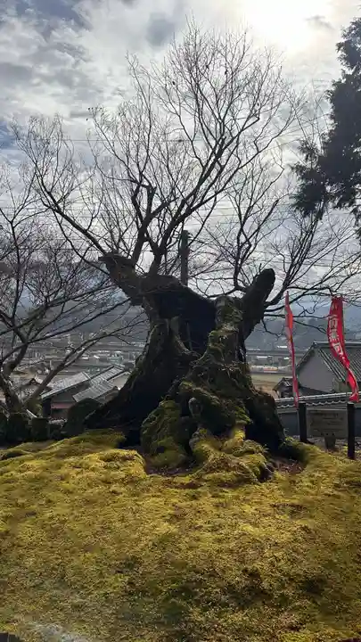 慈恩寺阿弥陀堂(奈良県)
