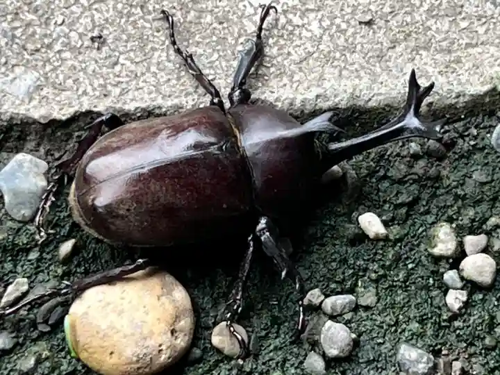 結城諏訪神社(茨城県)