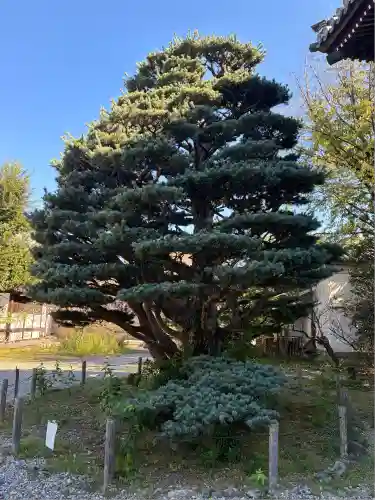 梅宮大社(京都府)