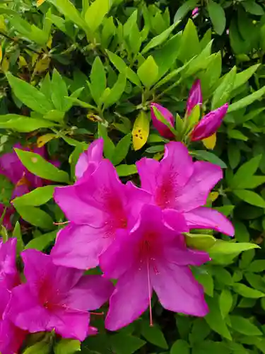 沙沙貴神社の自然