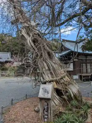伊古奈比咩命神社(静岡県)