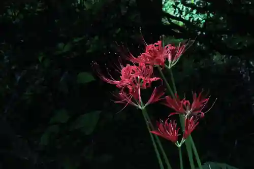 国宝 大法寺の自然