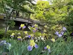 東郷神社の自然