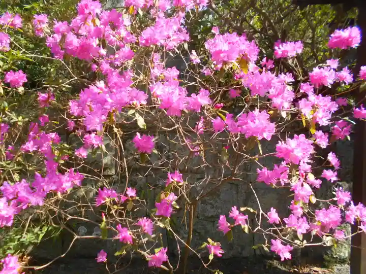 安國論寺(安国論寺)の自然