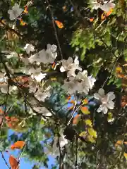 鹿島大神宮の自然