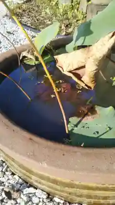 寳泉寺の手水舎